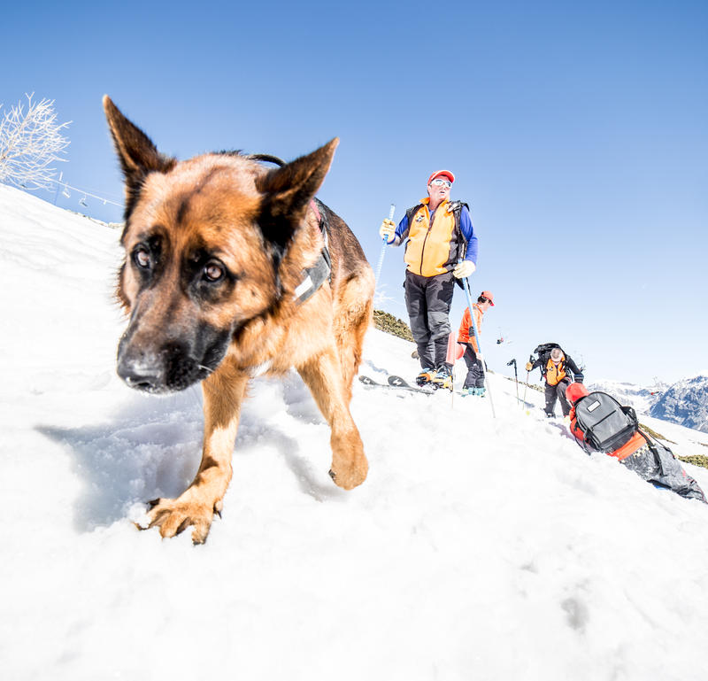 Démonstration maître chiens d'avalanche Pelvoux