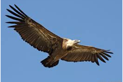 Randonnée découverte « 100% nature A vol d'oiseau » 