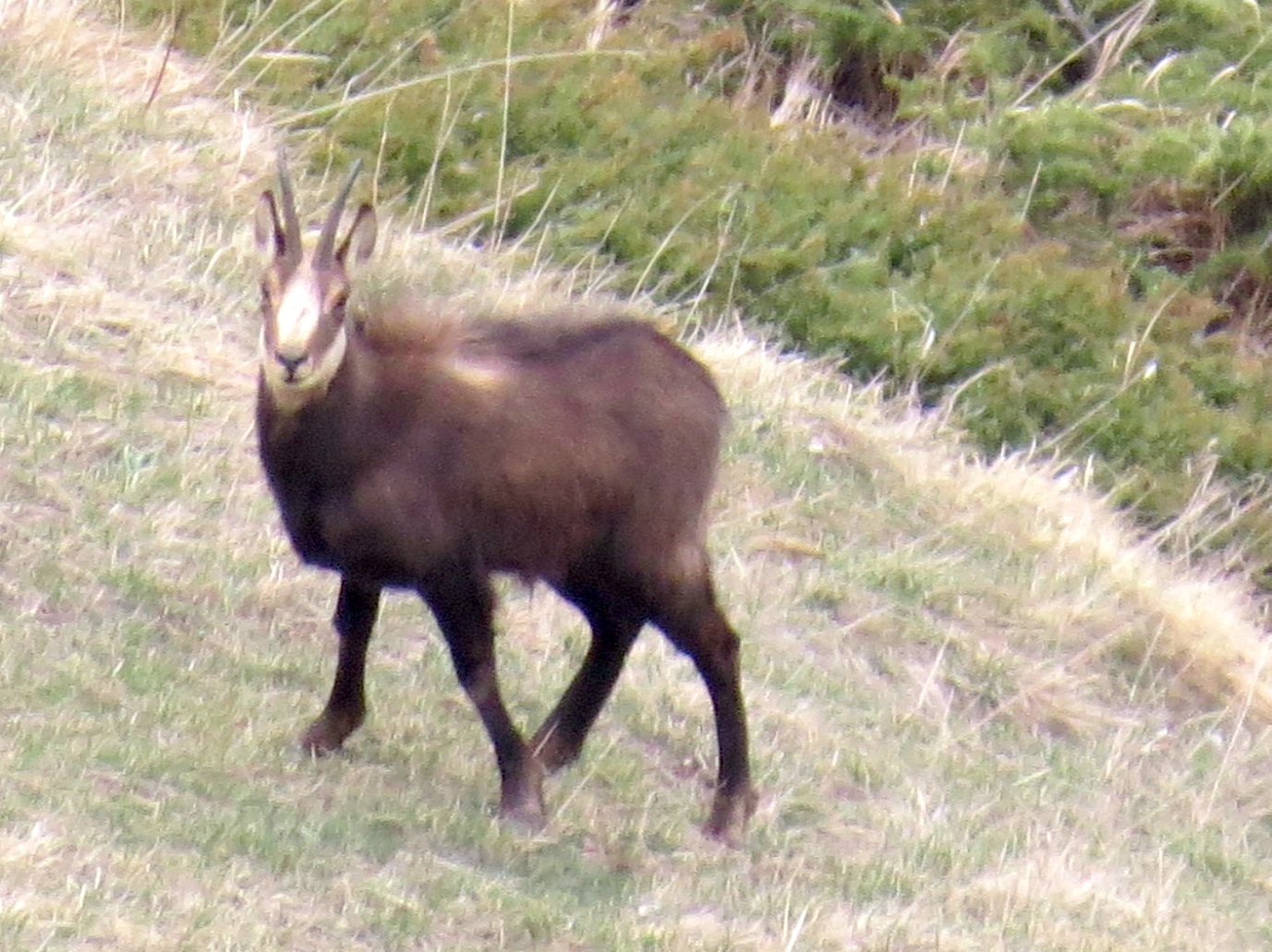 Observation des chamois 